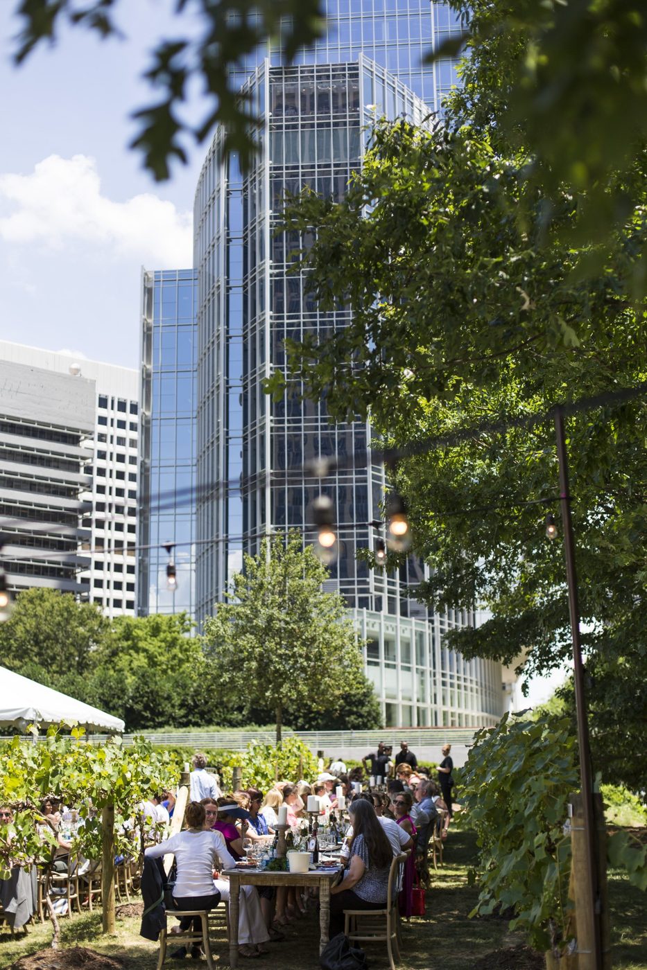 Vineyard in the City